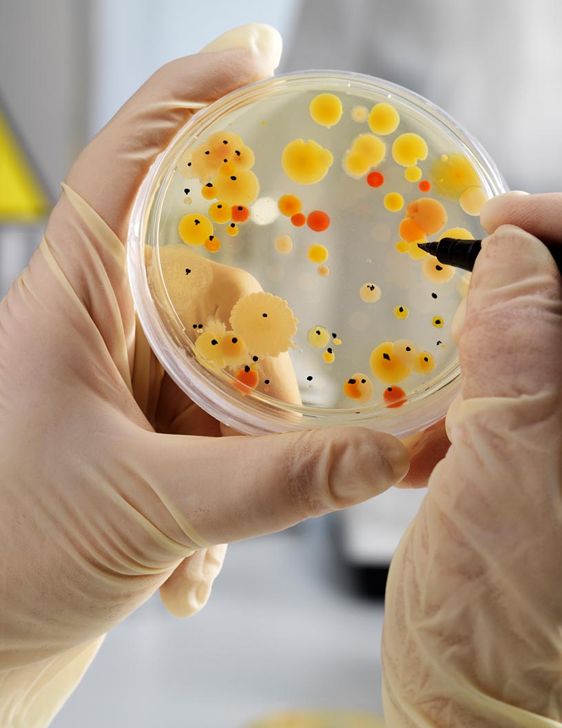 Global agar market 2024-2028