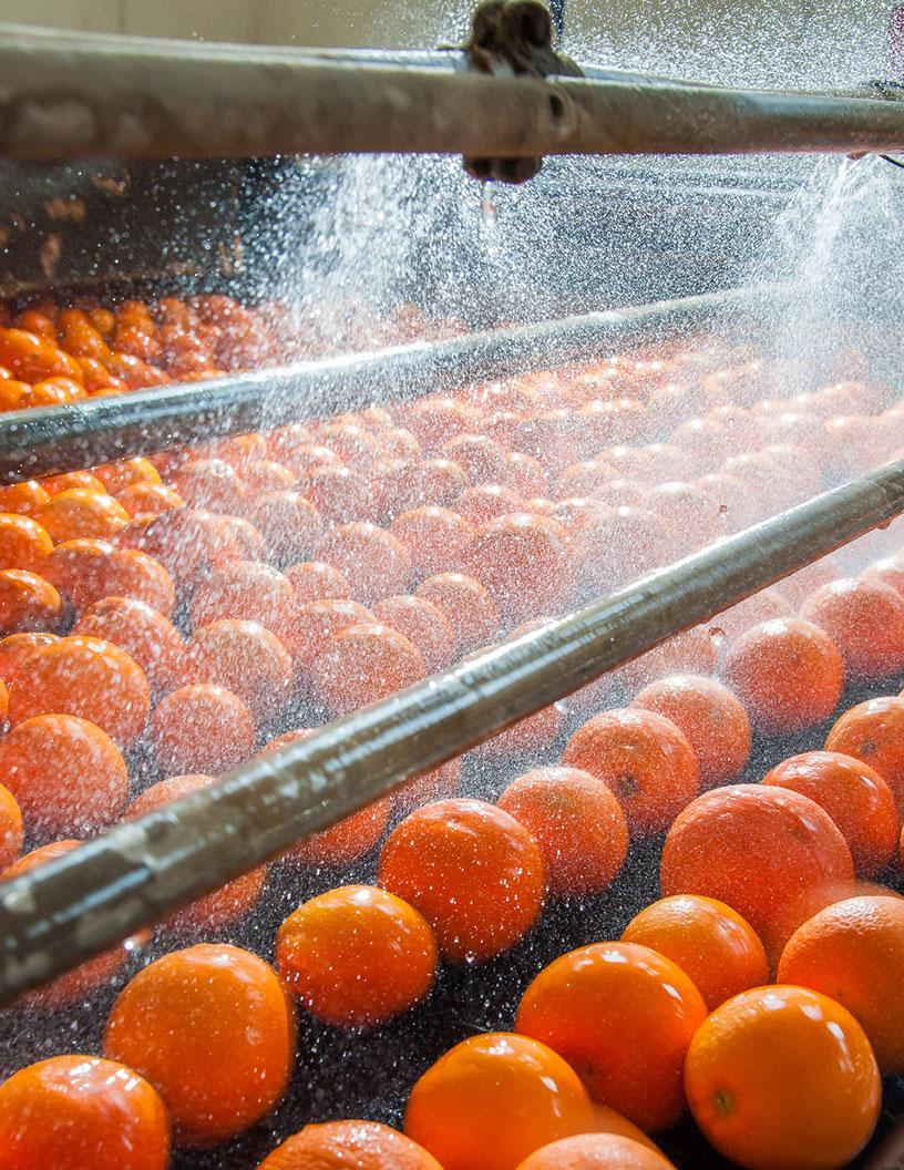 Global Post Harvest Treatment Market 2025-2029