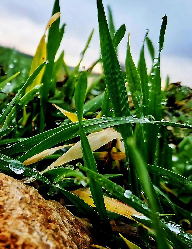 Global Regenerative Agriculture Market 2025-2029