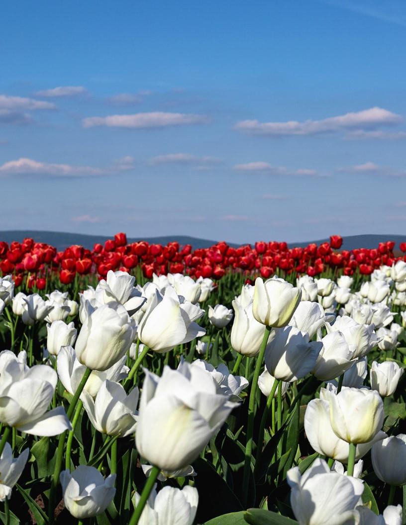 Floriculture Market in US 2025-2029