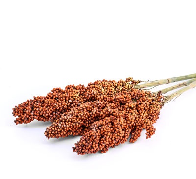 Global Sorghum Market 2017-2021