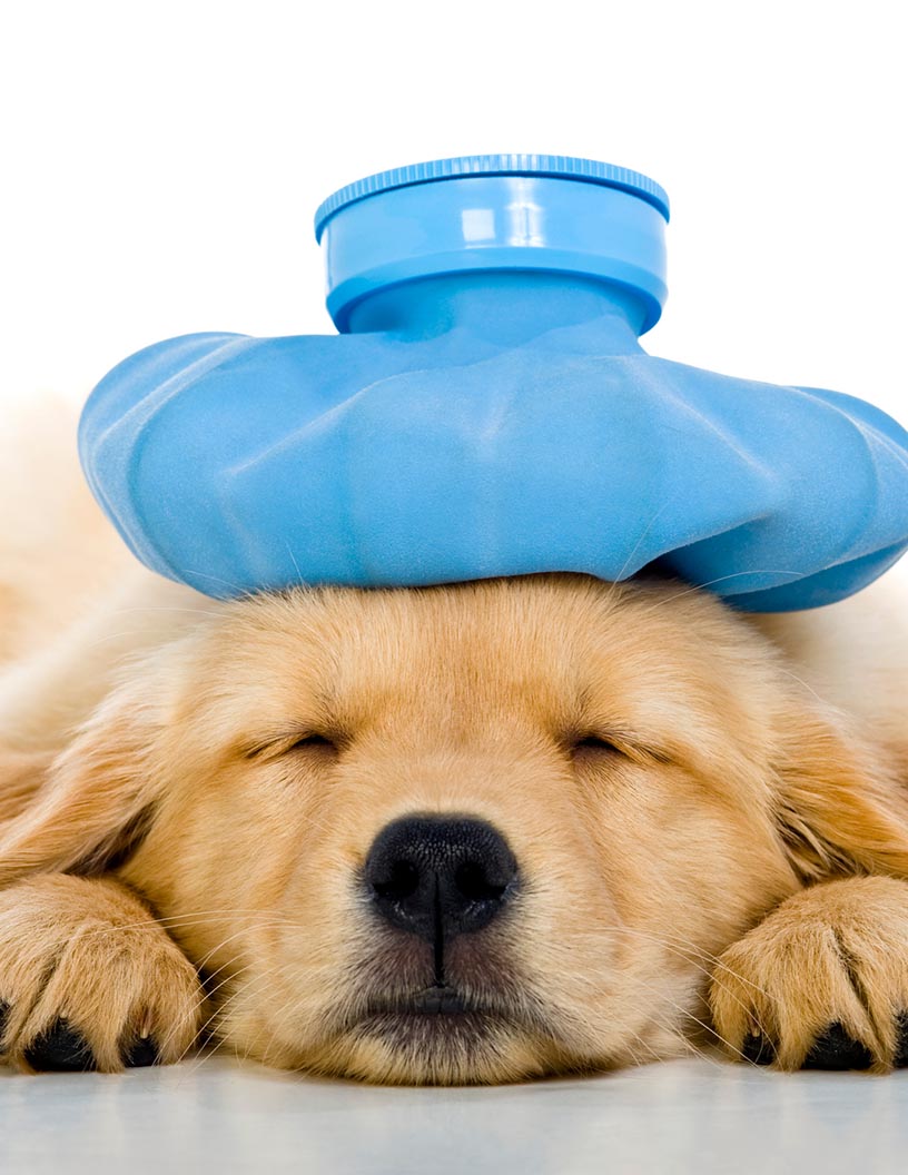 Veterinary Pain Management Market Analysis North America, Europe, Asia, Rest of World (ROW) - US, Germany, UK, China, Japan - Size and Forecast 2024-2028