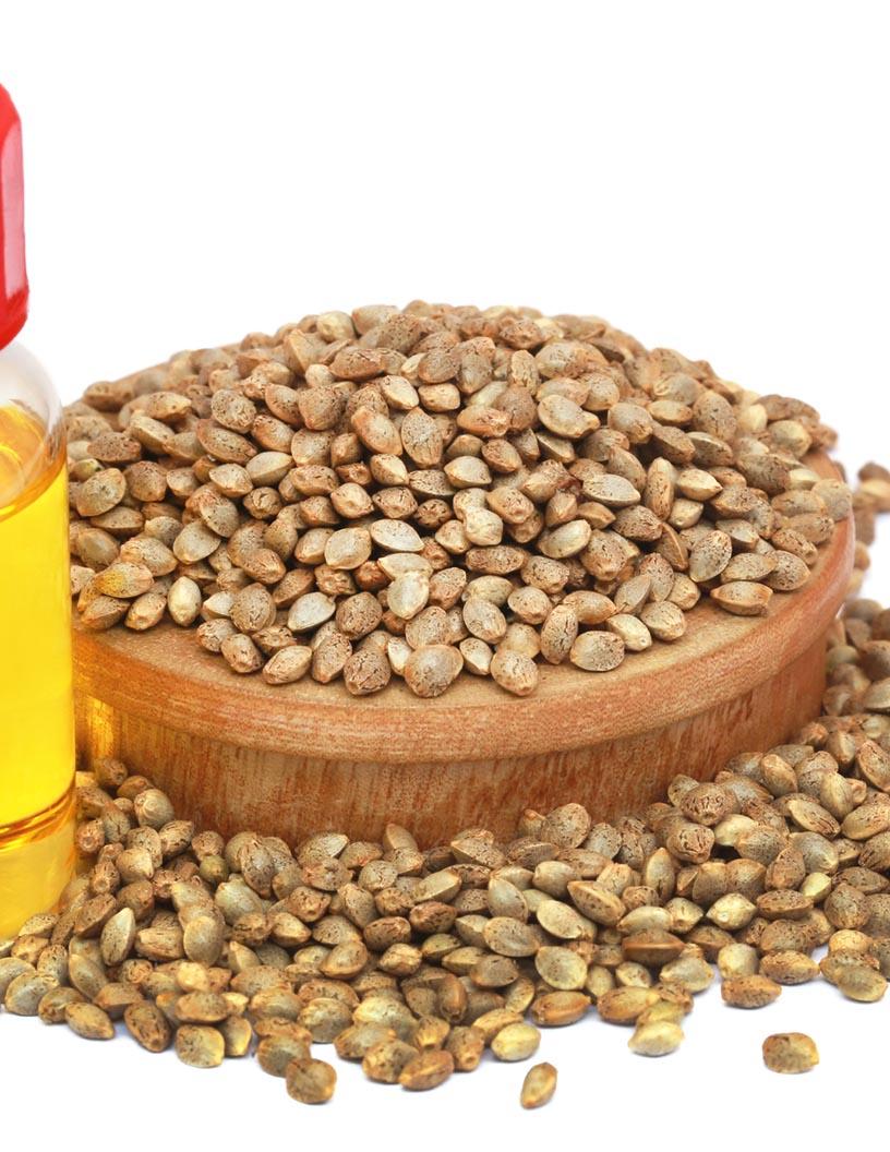 Cannabidiol (CBD) Oil Market Size - North America, APAC, Europe, South America, Middle East and Africa - US, Canada, China, Japan, UK, India, Germany, South Korea, France, Italy - Trends and Forecast Report 2025-2029