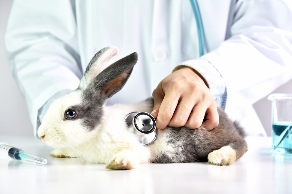 Veterinary Rapid Tests Market by Animal Type and Geography - Forecast and Analysis 2020-2024