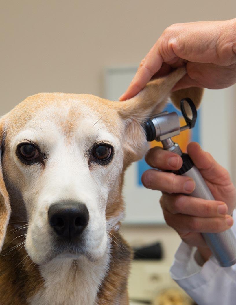 Animal Health Diagnostics Market Analysis, Size, and Forecast 2025-2029: North America (US and Canada), Europe (France, Germany, Italy, UK), Asia, and Rest of World (ROW)