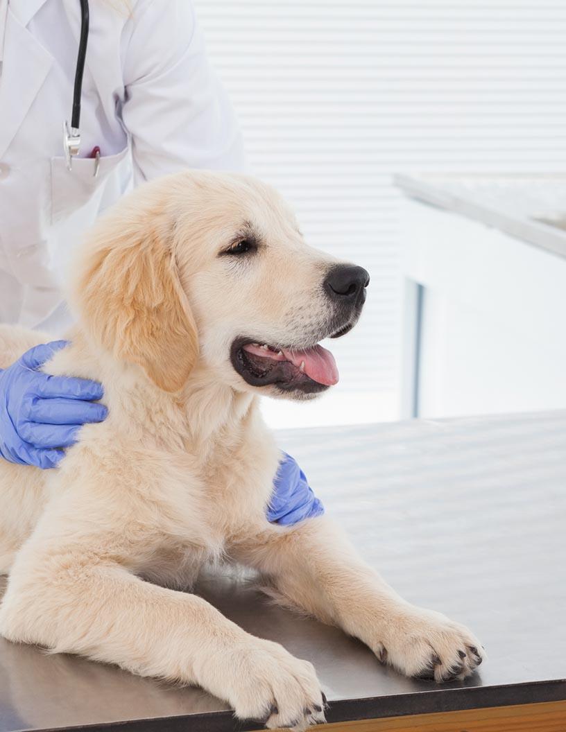 Animal Healthcare Market Analysis, Size, and Forecast 2025-2029: North America (US and Canada), Europe (France, Germany, Italy, UK), Asia (China, India, Japan), and Rest of World (ROW)