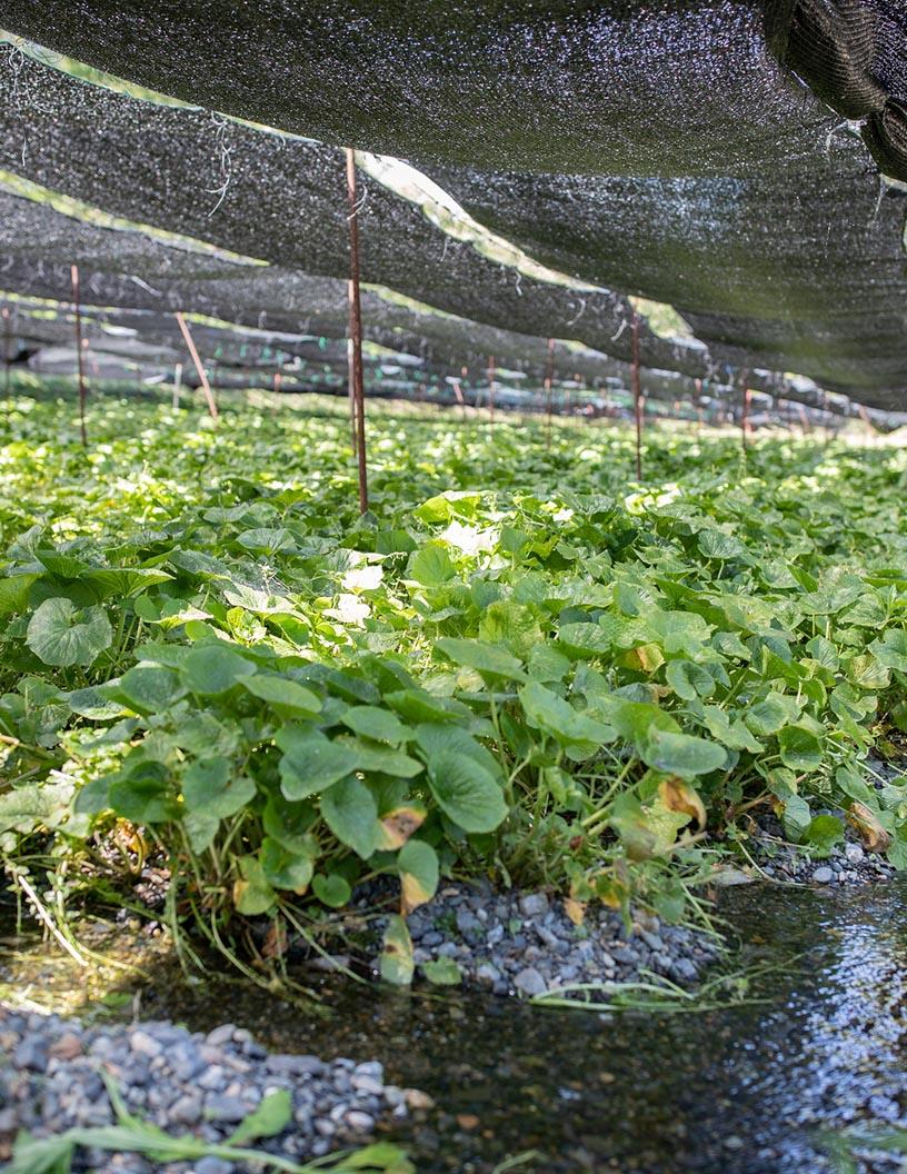 Wasabi Market Analysis, Size, and Forecast 2025-2029: North America (US and Canada), Europe (France, Germany, Russia, and UK), Middle East and Africa , APAC (China, India, Japan, and South Korea), South America , and Rest of World (ROW)