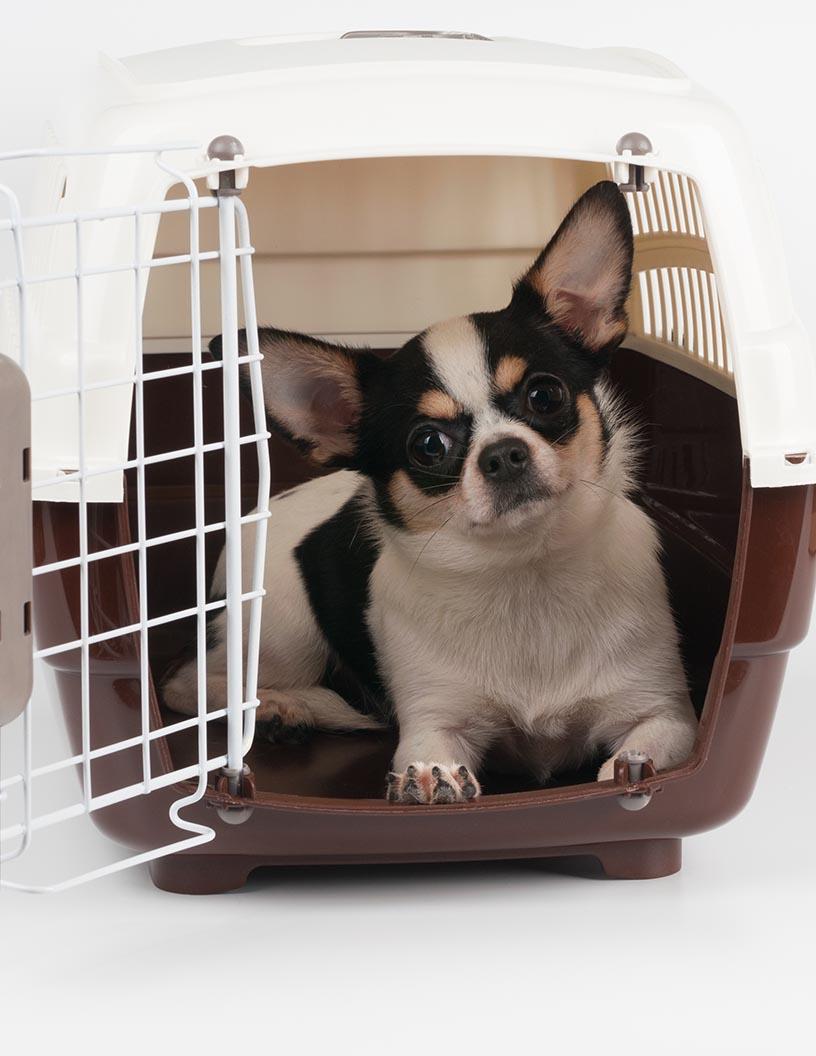 Animal Transportation Market Analysis, Size, and Forecast 2025-2029: North America (US and Canada), Europe (France, Germany, and UK), APAC (Australia, China, and India), South America (Brazil), and Rest of World (ROW)