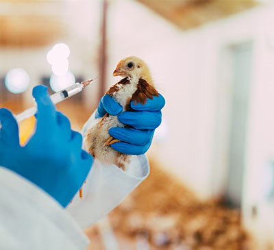 Animal Growth Enhancers Market by Product and Geography - Forecast and Analysis 2021-2025