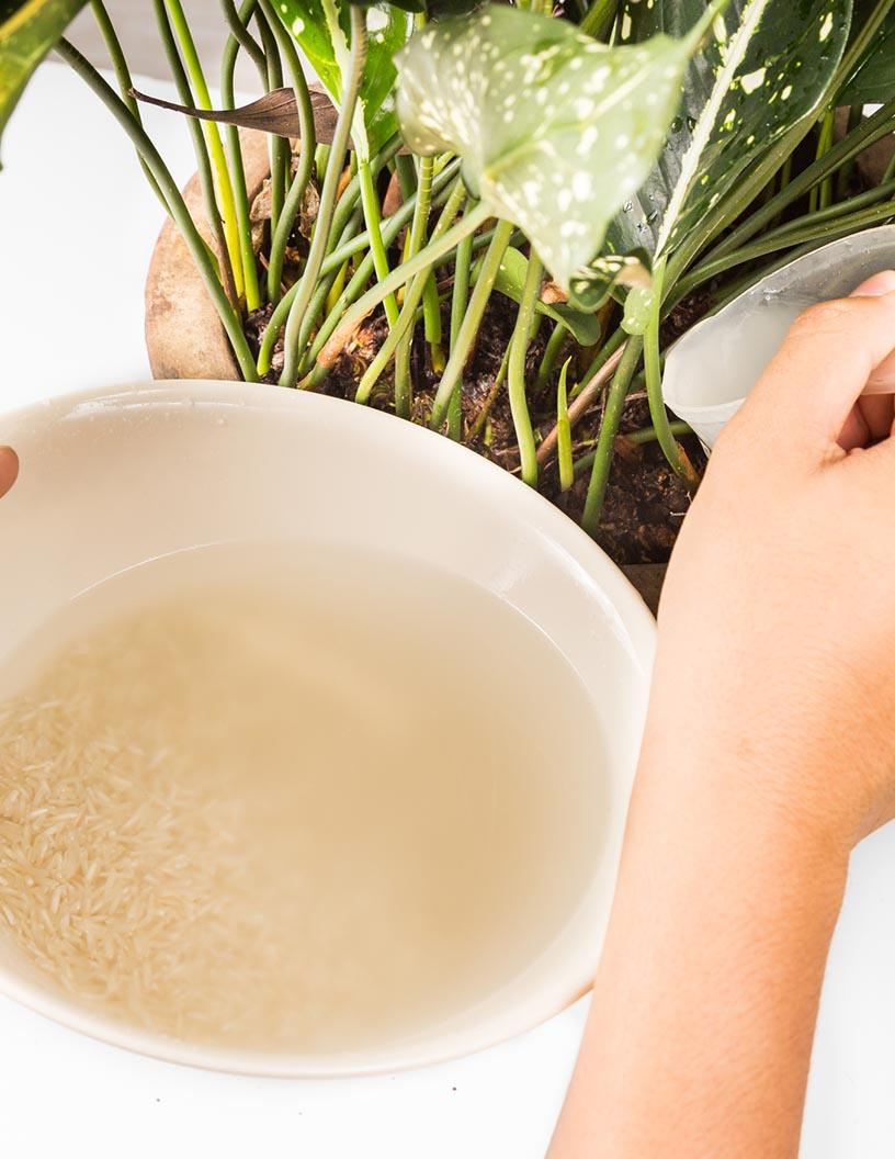 Water Soluble Fertilizers Market Analysis, Size, and Forecast 2025-2029: Europe (France, Germany, Italy, Spain, UK), APAC (China, India), North America (US and Canada), South America (Brazil), and Middle East and Africa