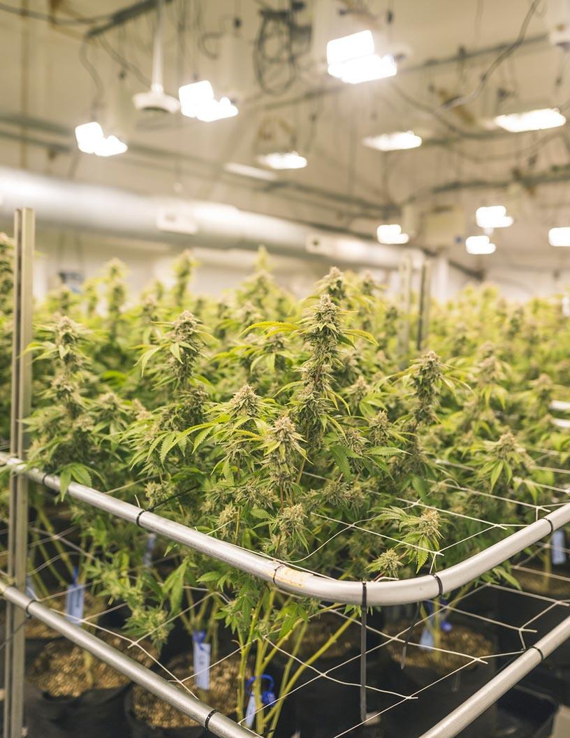 Greenhouse Horticulture Market Analysis, Size, and Forecast 2025-2029: Europe (France, Germany, Italy, Spain, The Netherlands, UK), North America (US and Canada), APAC (China, India), Middle East and Africa , and South America