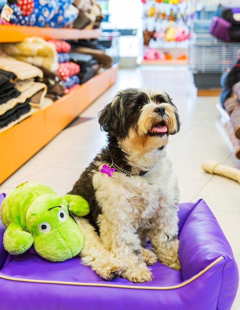 Pet Accessories Market Analysis, Size, and Forecast 2025-2029: North America (US and Canada), Europe (France, Germany, and UK), APAC (Australia, China, Japan, and South Korea), South America (Brazil), and Rest of World (ROW)