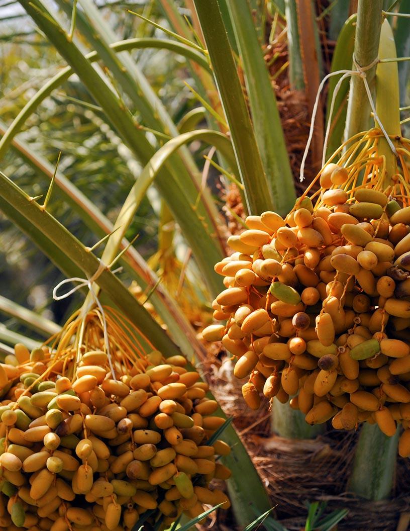Date Palm Market Analysis, Size, and Forecast 2025-2029: North America (US), Middle East and Africa (Egypt, Iran, Oman, and UAE), APAC (Pakistan), and Rest of World (ROW)