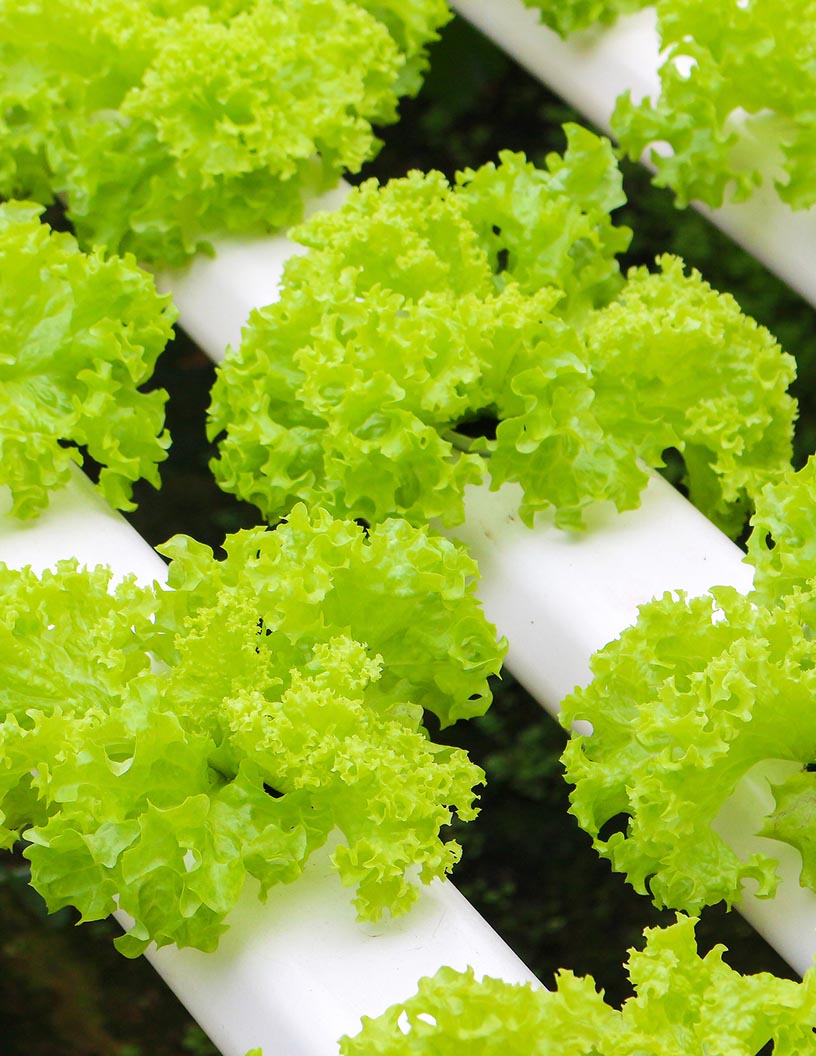 Aquaponics Market by Technique, Application, and Geography - Forecast and Analysis 2021-2025