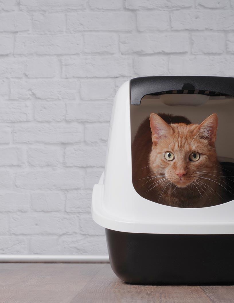 Automatic Self-Cleaning Cat Litter Box Market Analysis, Size, and Forecast 2025-2029: North America (US and Canada), Europe (France, Germany, Italy, The Netherlands, UK), APAC (China, India, Japan), South America , and Middle East and Africa