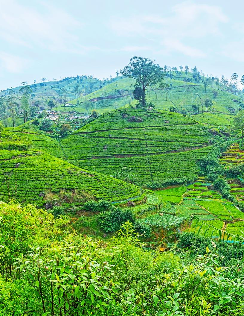 Agritourism Market Analysis, Size, and Forecast 2025-2029: North America (US and Canada), Europe (France, Germany, Italy, Spain, UK), APAC (China, India, Japan), South America , and Middle East and Africa