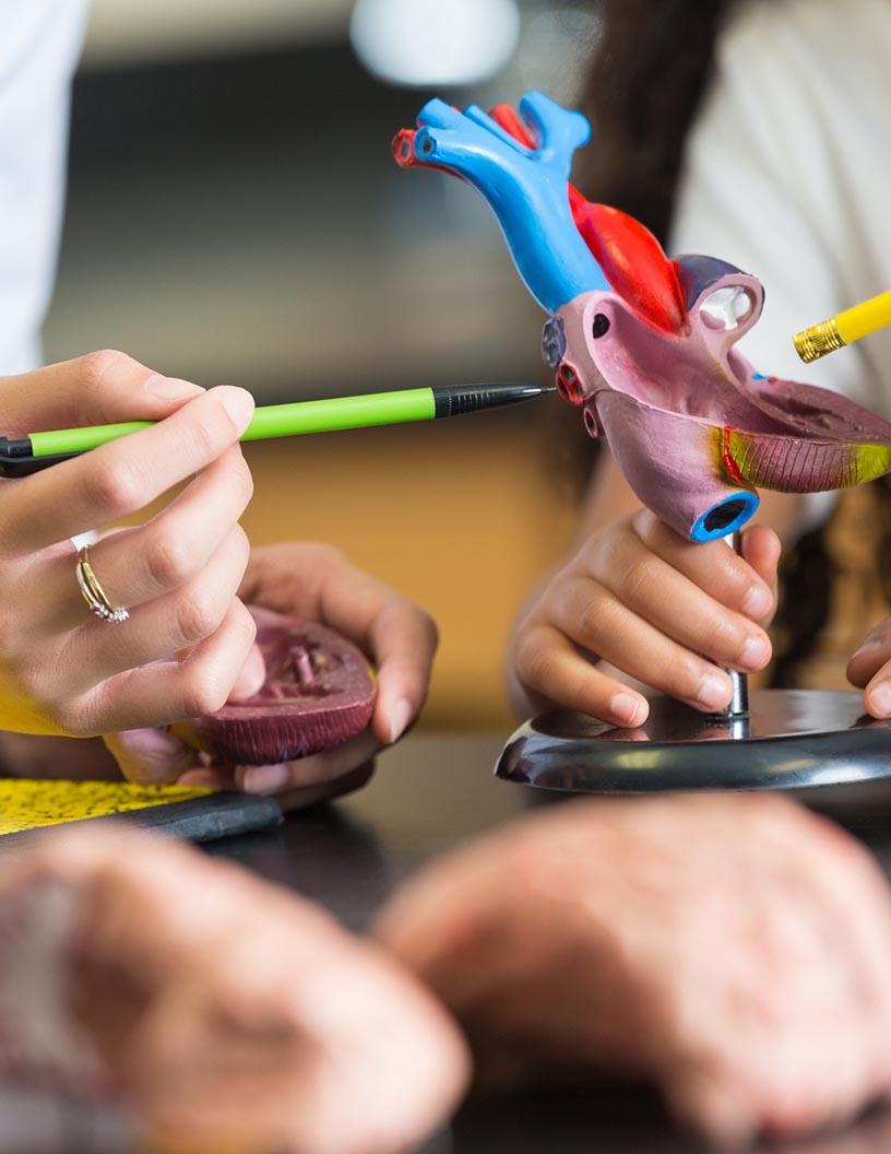 Annuloplasty Rings Market Analysis, Size, and Forecast 2025-2029: North America (US, Canada, and Mexico), Europe (France, Germany, Italy, and UK), APAC (China, India, and Japan), and Rest of World (ROW)