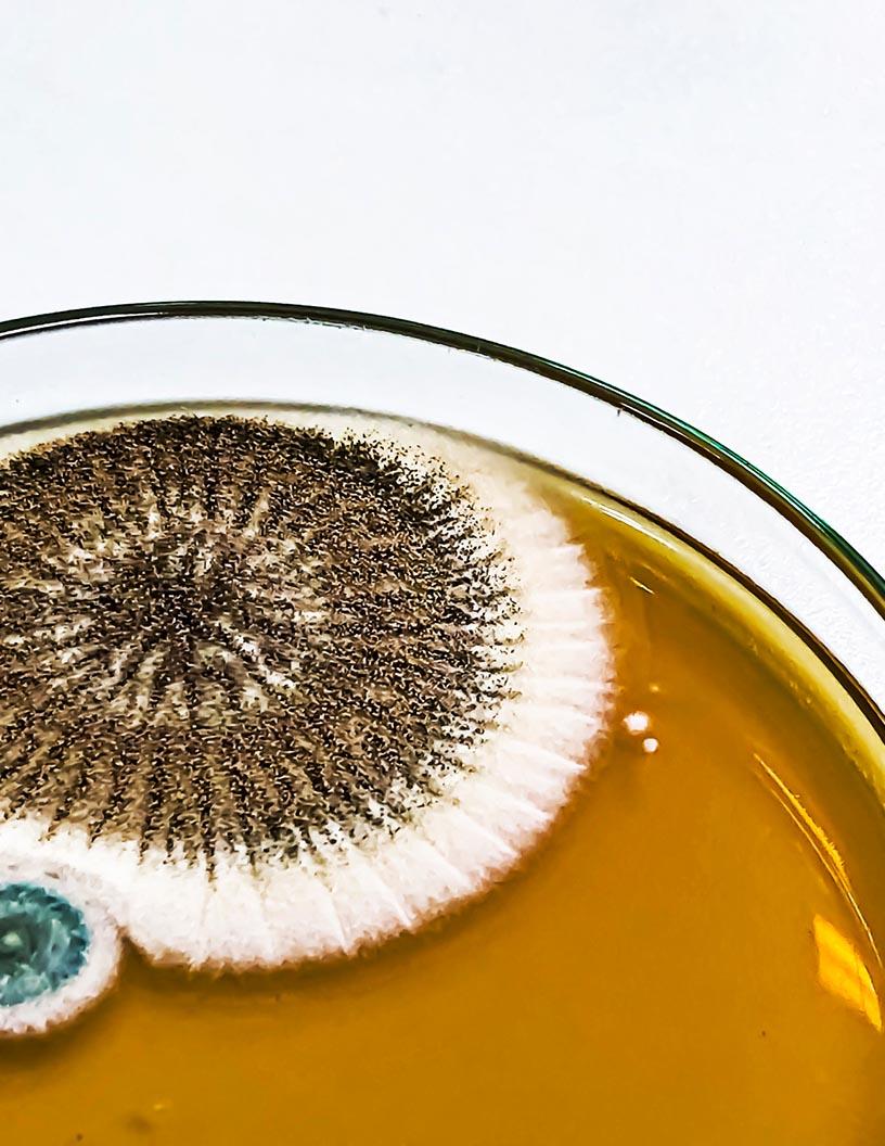 Methylene Diphenyl Diisocyanate (MDI) Market Analysis, Size, and Forecast 2025-2029: North America (US and Canada), Europe (France, Germany, and Italy), Middle East and Africa (Turkey), APAC (China, Japan, and South Korea), South America (Brazil), and Rest of World (ROW)