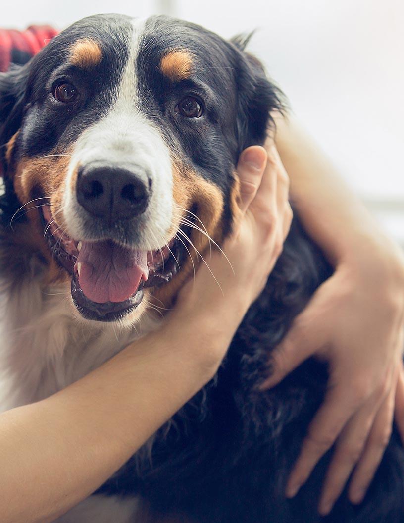 Companion Animal Specialty Drugs Market Analysis, Size, and Forecast 2025-2029: North America (US and Canada), Europe (France, Germany, Italy, and UK), Middle East and Africa (Egypt, KSA, Oman, and UAE), APAC (China, India, and Japan), South America (Argentina and Brazil), and Rest of World (ROW)