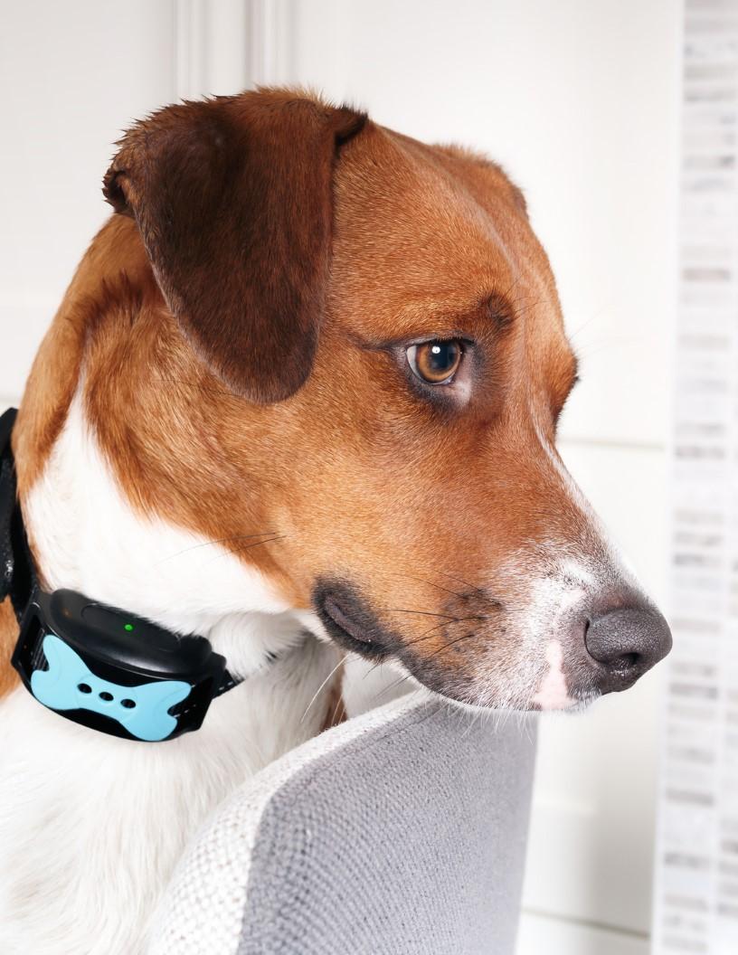 Smart-Connected Pet Collars Market Analysis, Size, and Forecast 2025-2029: North America (US and Canada), Europe (France, Germany, Italy, and UK), APAC (China, India, Japan, and South Korea), and Rest of World (ROW)