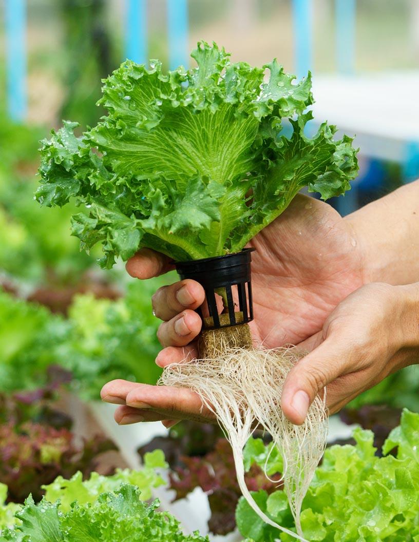 Hydroponics Technologies Market Analysis, Size, and Forecast 2025-2029: Europe (Germany, Italy, Spain, The Netherlands), APAC (China, India, Japan, South Korea), North America (US and Canada), South America , and Middle East and Africa