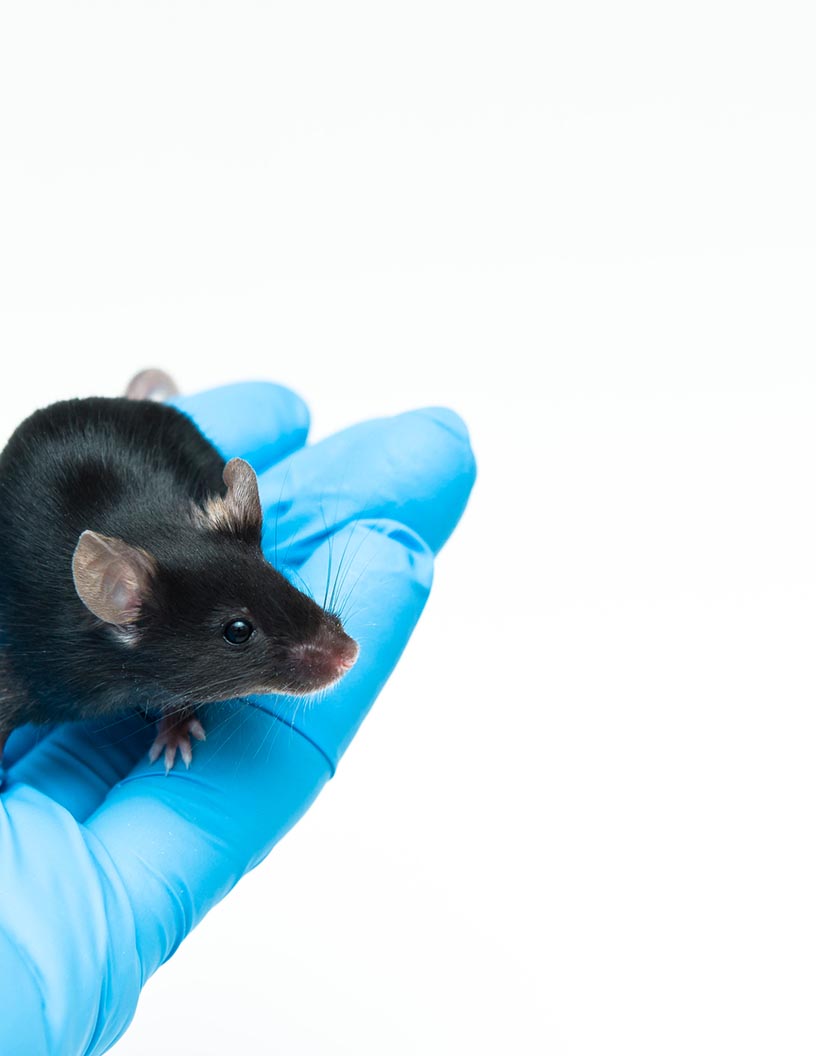 Preclinical Animal Telemetry Market Analysis North America, Europe, Asia, Rest of World (ROW) - US, UK, Germany, France, Japan - Size and Forecast 2024-2028