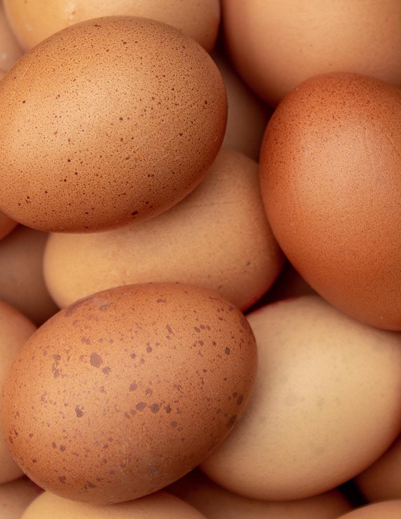 Poultry Eggs Market Analysis, Size, and Forecast 2025-2029: North America (US and Canada), Europe (France and Germany), APAC (Australia, China, India, Indonesia, and Japan), South America (Brazil), and Rest of World (ROW)