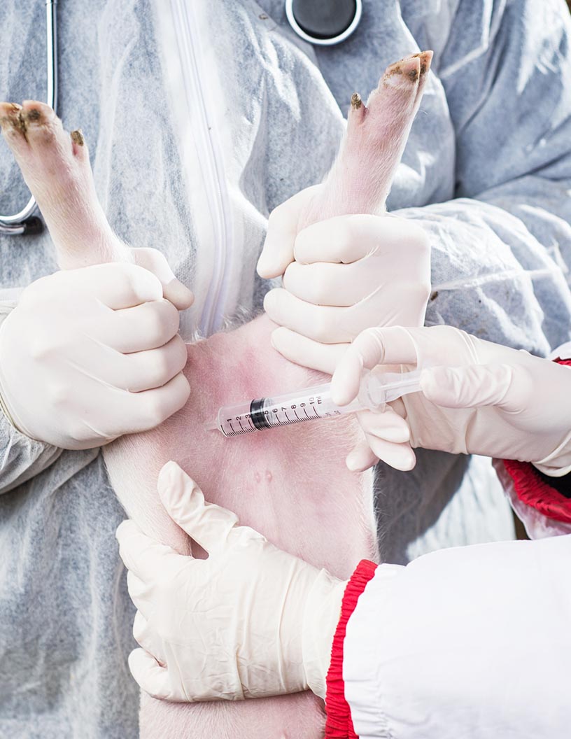 Foot and Mouth Disease Vaccines Market by Product and Geography - Forecast and Analysis 2021-2025