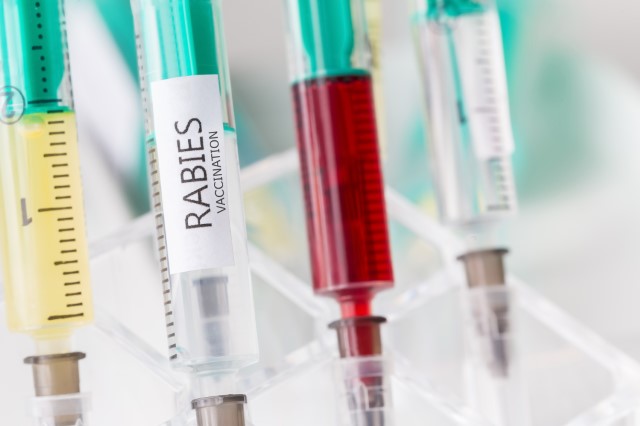 Rabies Treatment Market by Product, Application, Route of Administration, and Geography - Forecast and Analysis 2020-2024