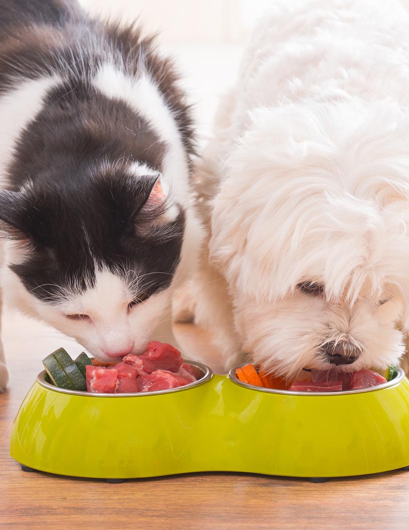 Organic Pet Food Market Analysis, Size, and Forecast 2024-2028: North America (US and Canada), Europe (France, Germany, Italy, and UK), Middle East and Africa (Egypt, KSA, Oman, and UAE), APAC (China, India, and Japan), South America (Argentina and Brazil), and Rest of World (ROW)