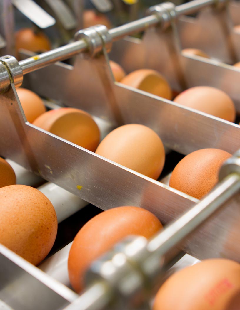 Egg Processing Equipment Market Analysis North America, Europe, APAC, South America, Middle East and Africa - US, China, France, Canada, Japan - Size and Forecast 2024-2028