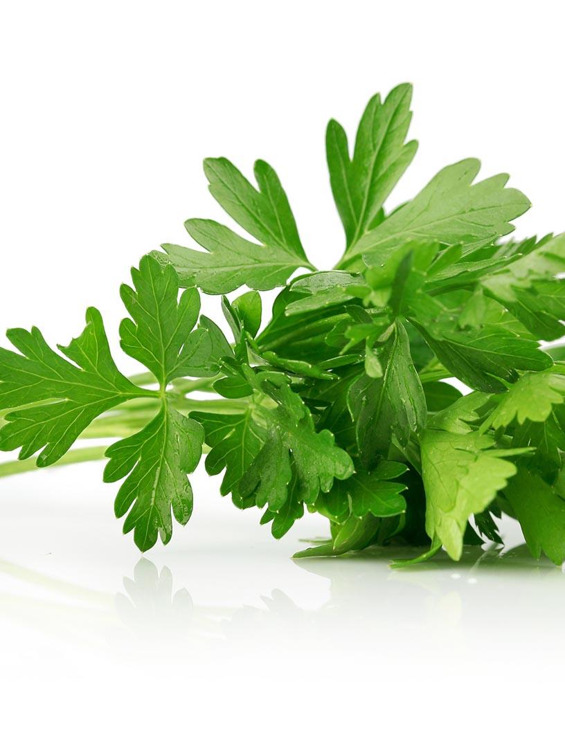 Parsley Market Analysis, Size, and Forecast 2025-2029: Europe (France, Germany, Italy, UK), APAC (China, India, Japan, South Korea), North America (US and Canada), Middle East and Africa , and South America