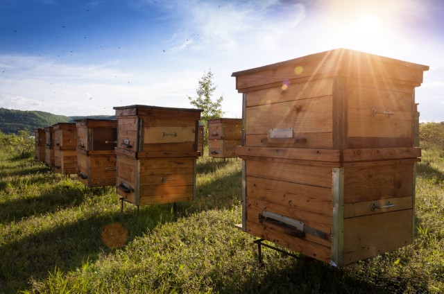 Apiculture Market by Product, Application, and Geography - Forecast and Analysis 2021-2025