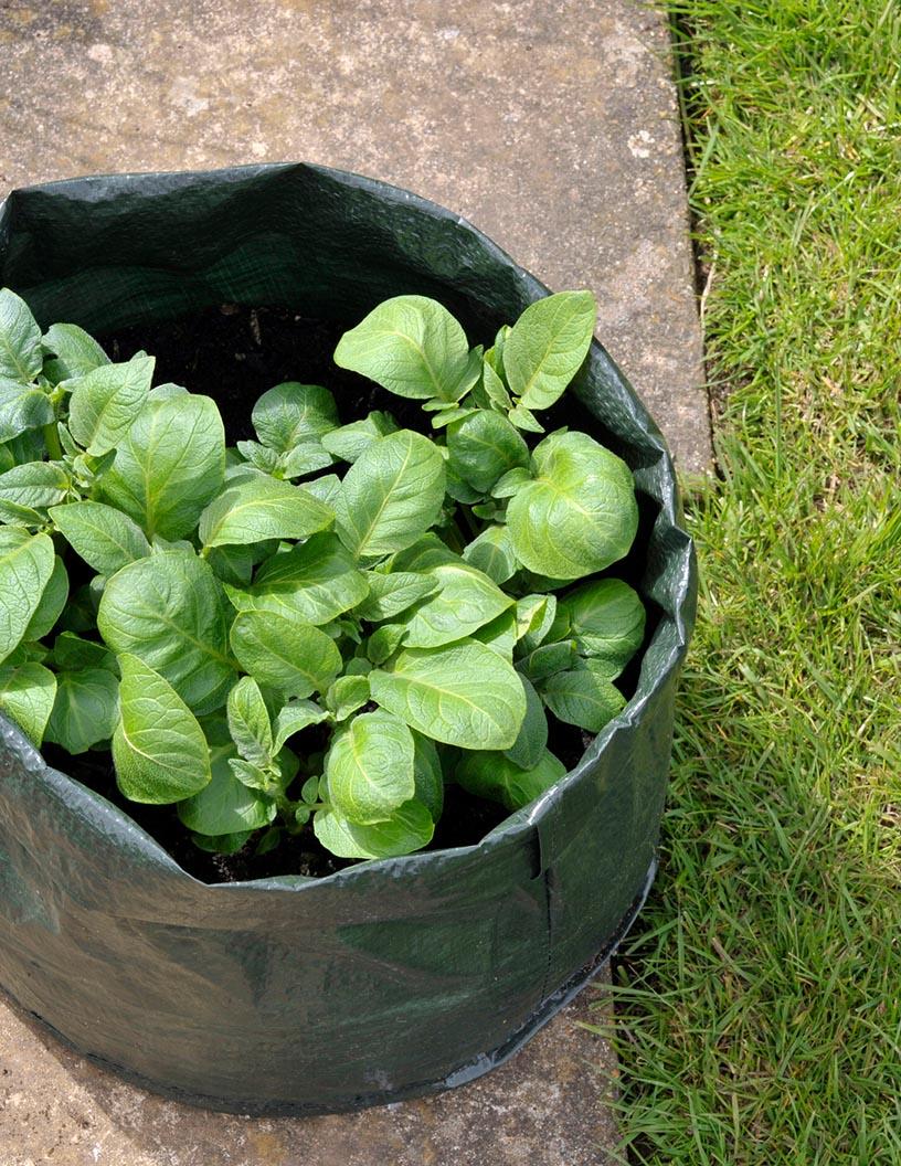 Agricultural Grow Bags Market Analysis, Size, and Forecast 2025-2029: North America (US and Canada), Europe (France, Germany, Italy, The Netherlands, UK), APAC (China, India, Japan), Middle East and Africa , and South America