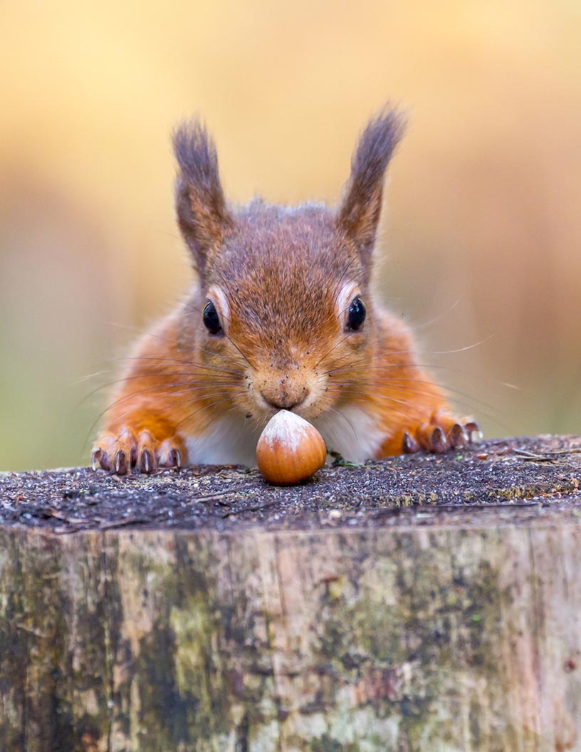 Small Mammal and Reptile Food Market Analysis Europe, North America, APAC, South America, Middle East and Africa - US, Japan, UK, France, Germany - Size and Forecast 2024-2028