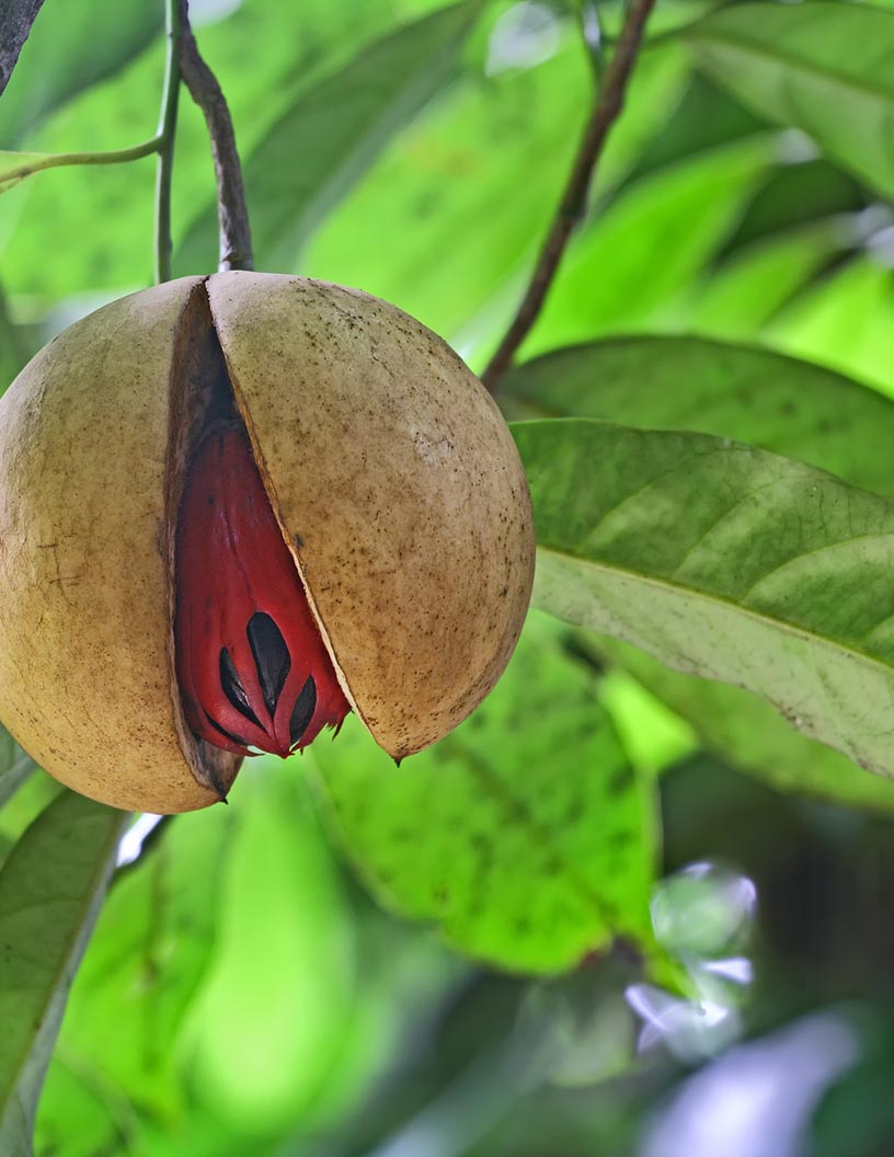 Tree Nuts Market Analysis, Size, and Forecast 2024-2028: North America (Canada), Europe (France, Germany, Italy, and UK), Middle East and Africa (Egypt, KSA, Oman, and UAE), APAC (China, India, and Japan), South America (Argentina and Brazil), and Rest of World (ROW)