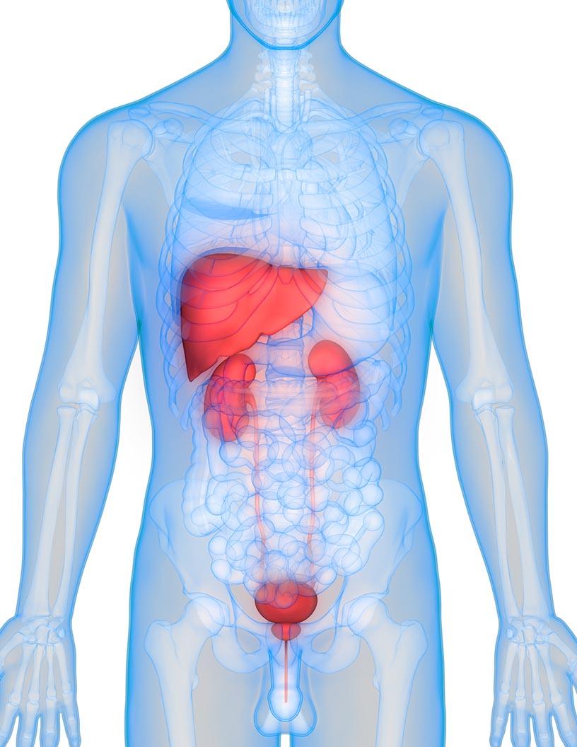 Premature Ejaculation Treatment Market Analysis, Size, and Forecast 2025-2029: North America (US and Canada), Europe (Germany, Italy, and UK), APAC (China, India, and Japan), South America (Brazil), and Rest of World (ROW)