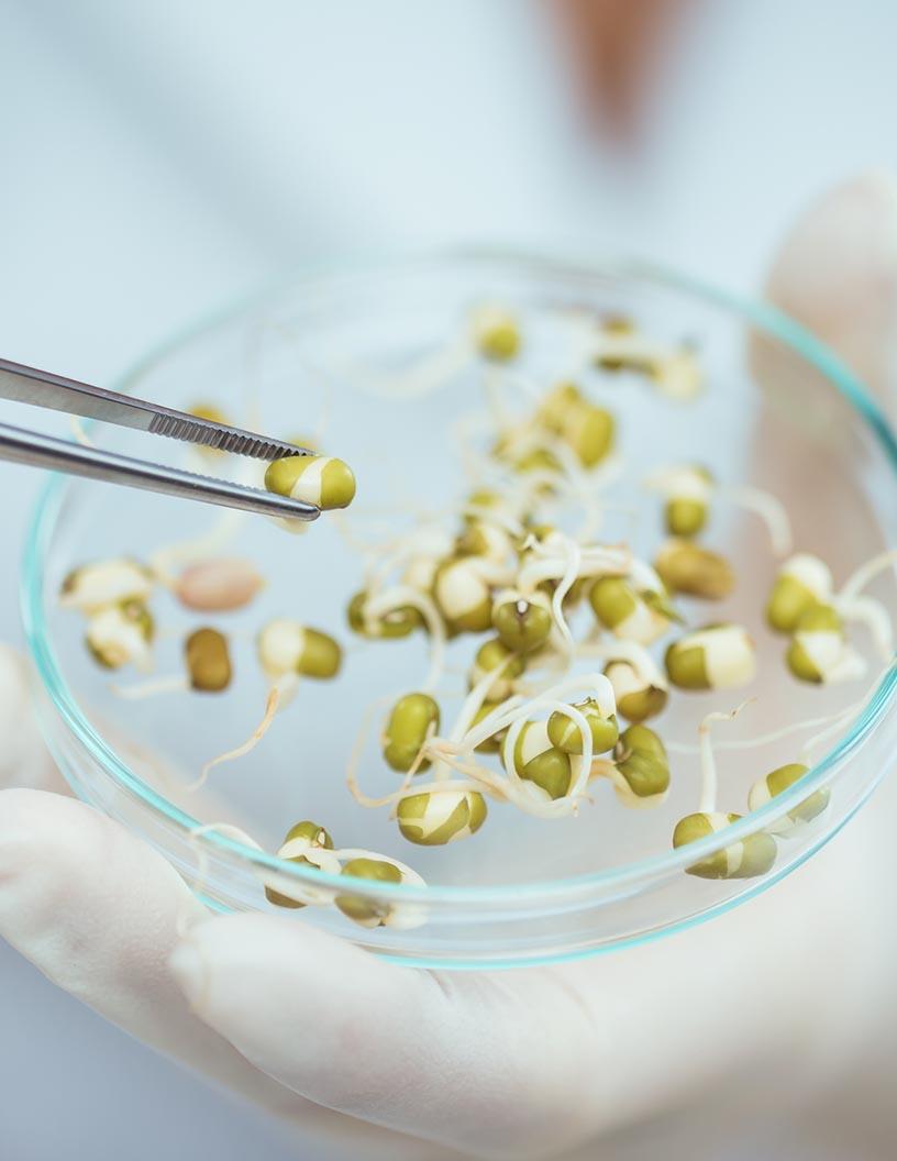 Genetically Modified (Gm) Seeds Market Analysis, Size, and Forecast 2025-2029: North America (US and Canada), APAC (China, India, Japan, South Korea), Europe (France and Germany), South America (Argentina and Brazil), and Middle East and Africa