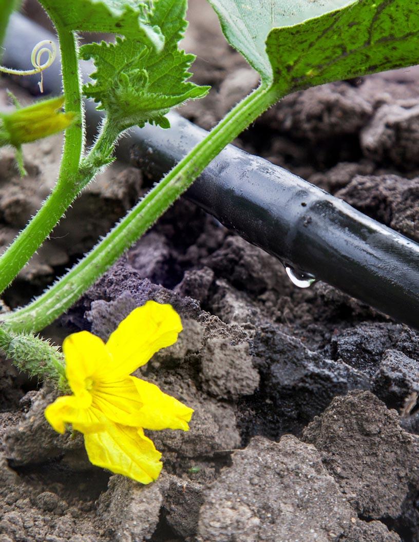 Drip Irrigation Systems Market Analysis, Size, and Forecast 2025-2029: APAC (China, India, Japan, South Korea), Europe (France, Germany, Italy, UK), North America (US and Canada), South America , and Middle East and Africa