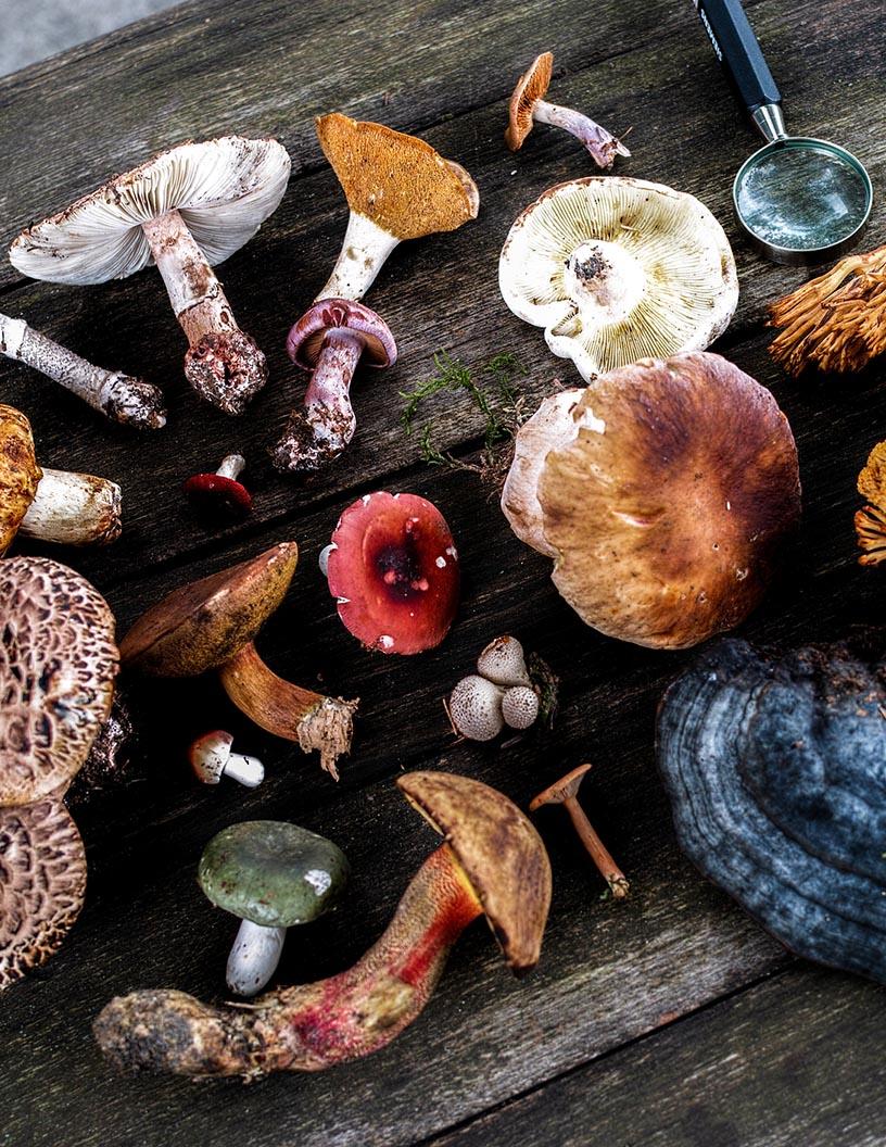 Medicinal Mushrooms Market Analysis, Size, and Forecast 2025-2029: North America (US and Canada), Europe (France, Germany, Italy, and UK), APAC (China, India, Japan, and South Korea), and Rest of World (ROW)