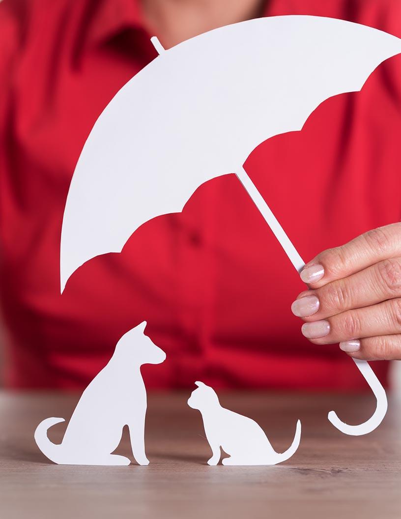 Pet Insurance Market Analysis, Size, and Forecast 2025-2029: North America (US and Canada), Europe (France, Germany, Italy, and UK), Middle East and Africa (Egypt, KSA, Oman, and UAE), APAC (China, India, and Japan), South America (Argentina and Brazil), and Rest of World (ROW)