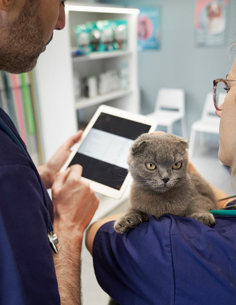 Veterinary Software Market Analysis North America, Europe, APAC, Middle East and Africa, South America - US, Germany, UK, France, China - Size and Forecast 2024-2028