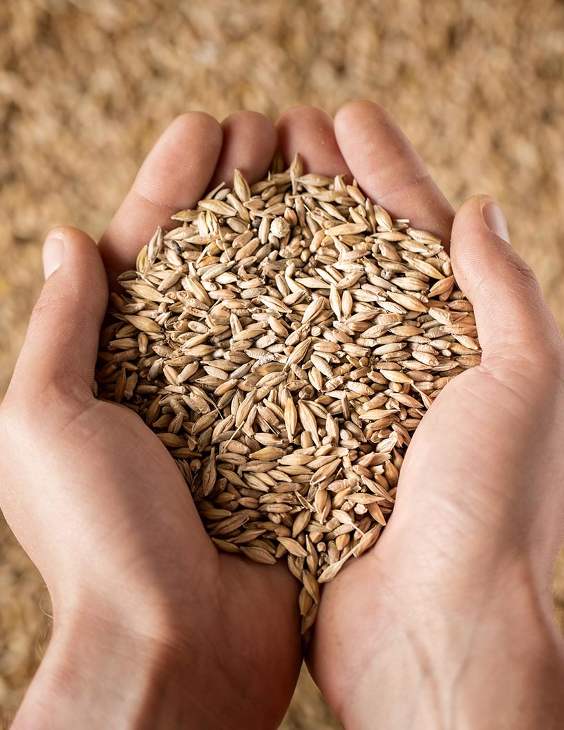 Rye Market by Application and Geography - Forecast and Analysis 2022-2026