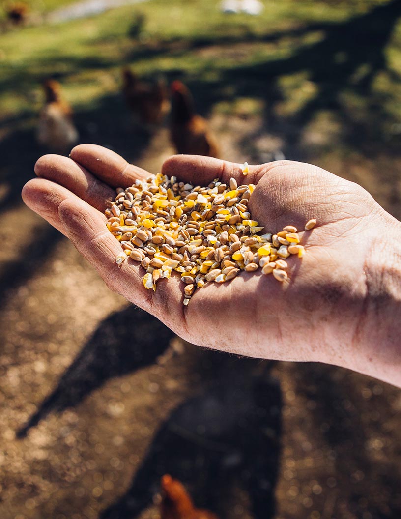 Feed Mycotoxin Detoxifiers Market by Type and Geography - Forecast and Analysis 2022-2026