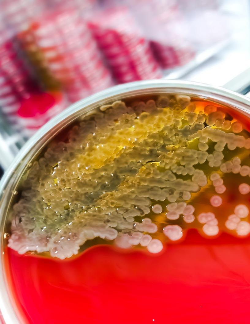 Animal Biotechnology Market Analysis North America, Europe, Asia, Rest of World (ROW) - US, Germany, Canada, China, UK, Brazil, France, Japan, Australia, India - Size and Forecast 2025-2029