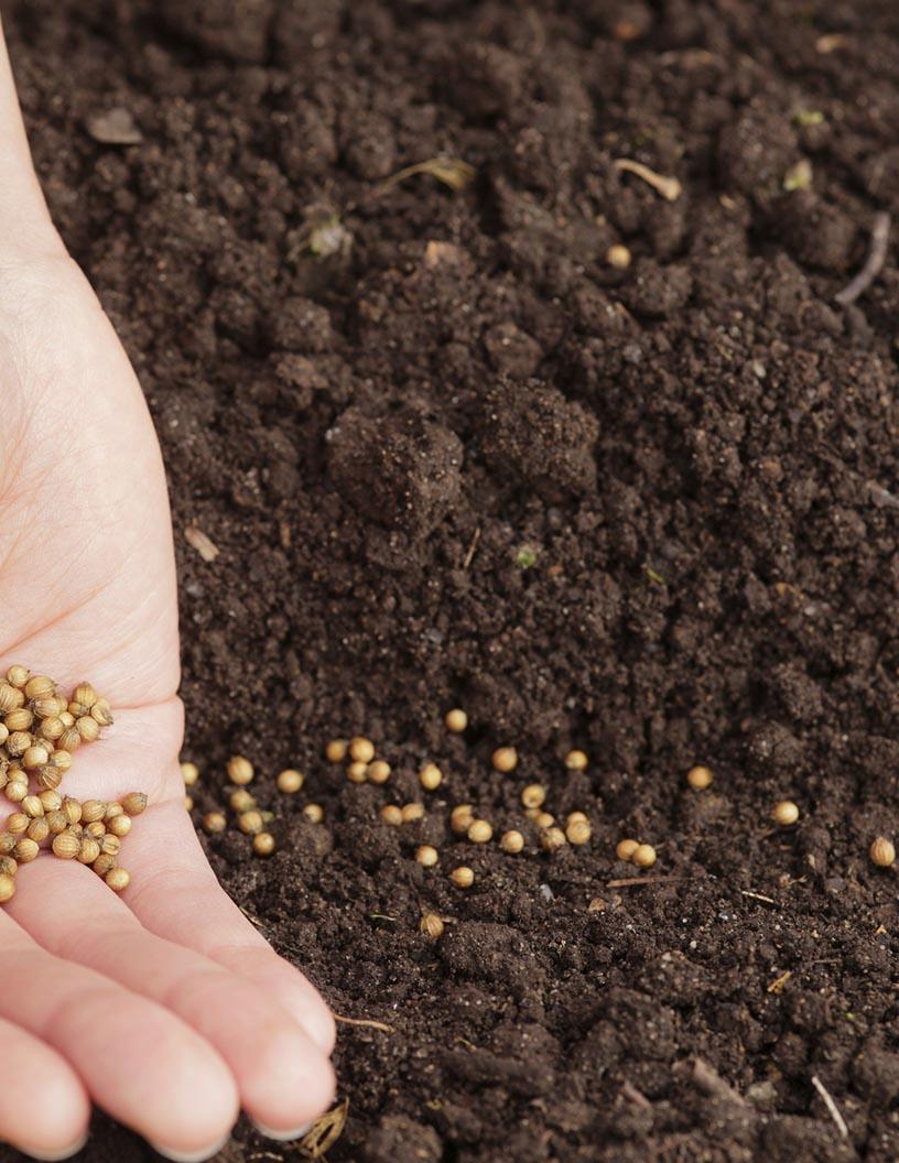 Colombia Seed Market Analysis - Size and Forecast 2024-2028