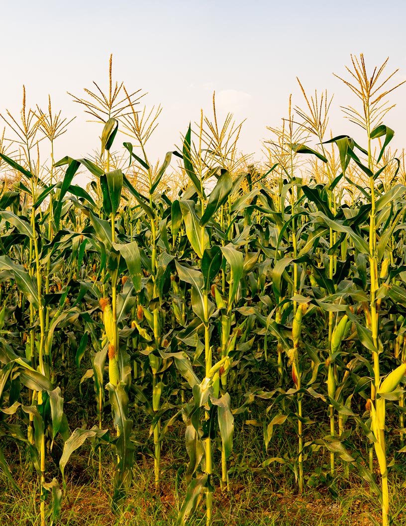 Maize Market Analysis North America, APAC, South America, Europe, Middle East and Africa - US, China, Brazil, Argentina, Ukraine - Size and Forecast 2024-2028