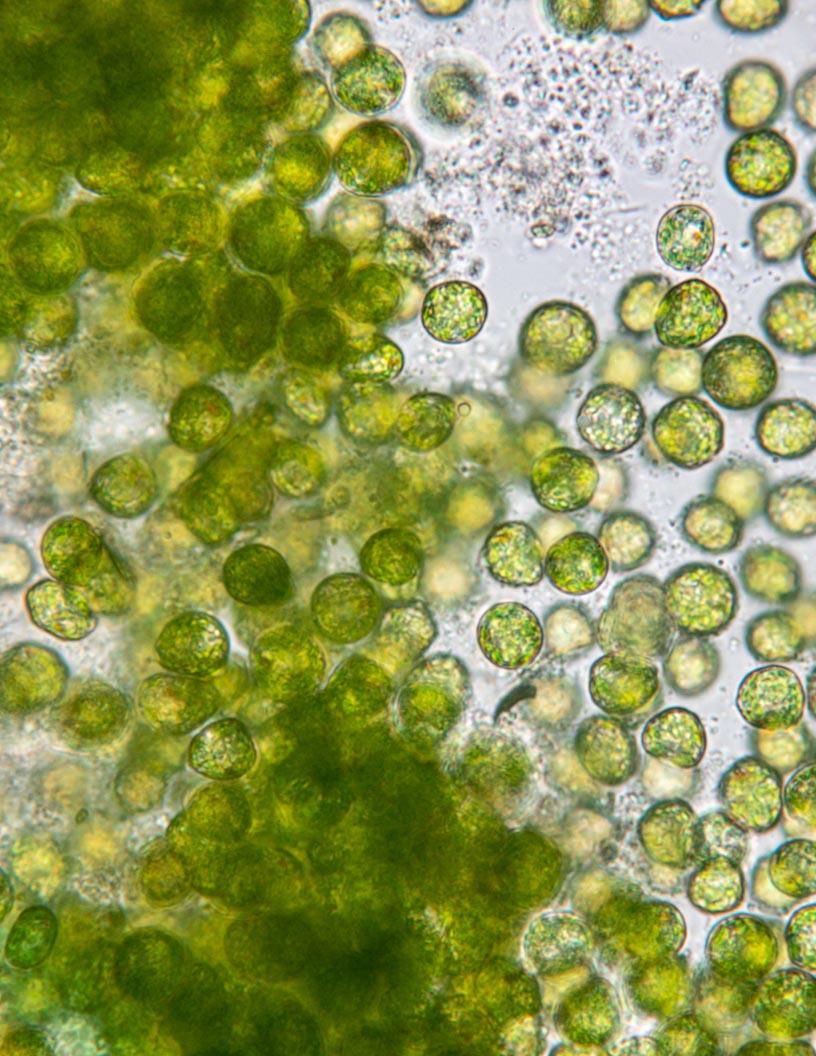 3D Cell Culture Market Analysis, Size, Trends, Insights & Forecast 2024-2028 - APAC, North America, Europe, MEA, South America