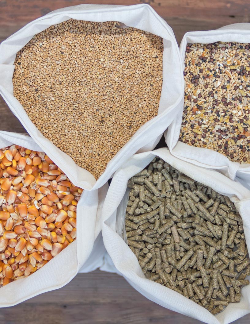 Organic Trace Minerals For Animal Feed Market Analysis North America, Europe, APAC, South America, Middle East and Africa - US, UK, Canada, China, Japan - Size and Forecast 2024-2028