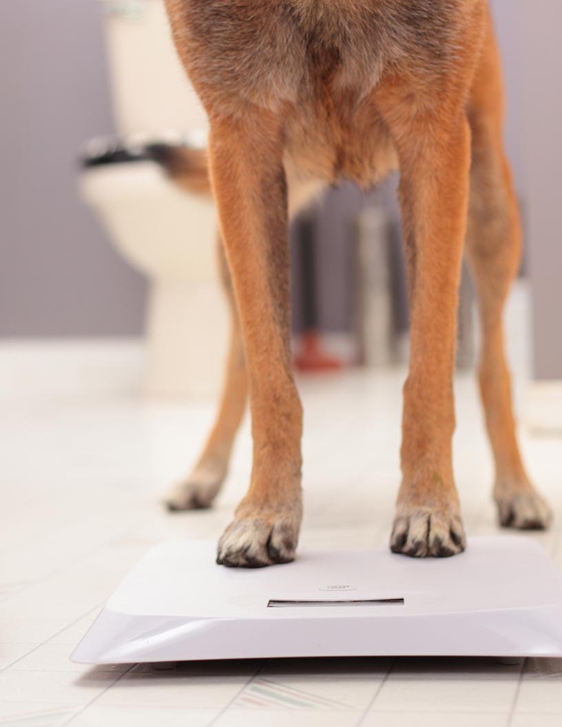 Veterinary Scales Market Analysis North America, Europe, Asia, Rest of World (ROW) - US, UK, Germany, France, China - Size and Forecast 2024-2028